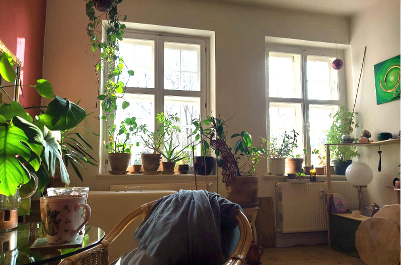 Heller Praxisraum von Tanja Richter mit großen Fenstern, vielen grünen Pflanzen, einer Tasse Tee und gemütlicher Atmosphäre