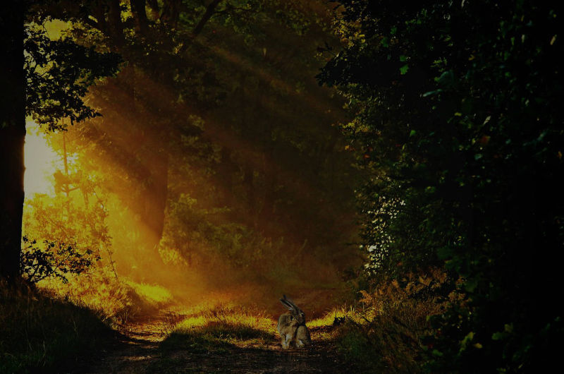 Ein Waldweg im goldenen Licht der Morgensonne mit einem sitzenden Hasen im Vordergrund – magische Stimmung und Einladung zur Verbindung mit den Geistern der Natur