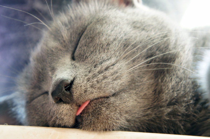 Schlafende graue Katze mit leicht herausgestreckter Zunge – Lilli, die acht Jahre lang bei mir lebte, versinnbildlicht Lebensfreude, Humor und liebevolle Gegenwärtigkeit.