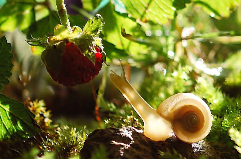 Eine helle Schnecke begegnet im Moos einer reifen Walderdbeere. Die Szene ist in warmes Licht getaucht – Symbol für Langsamkeit, Naturverbindung und Schöpfungskraft.