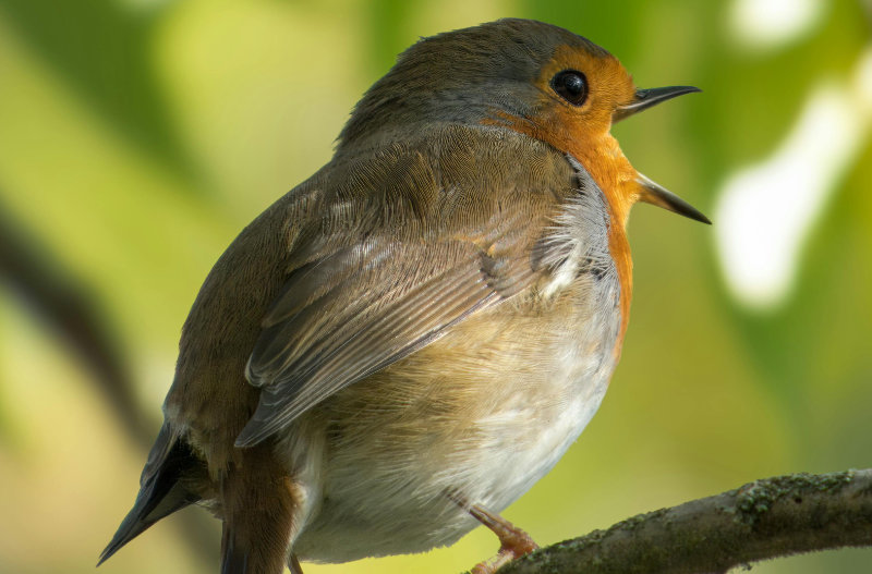 Nahaufnahme eines Rotkehlchens, das auf einem Ast sitzt und singt – Symbol für die eigene Stimme und Ich-Sätze.