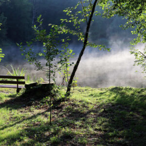 Leere Holzbank am Ufer eines Sees, über dem Wasser liegt Morgennebel, Sonnenlicht fällt durch die Bäume