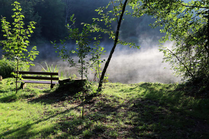 Leere Holzbank am Ufer eines Sees, über dem Wasser liegt Morgennebel, Sonnenlicht fällt durch die Bäume